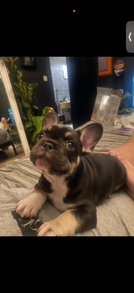 🐾 French Bulldog Puppies – Ready for Loving Homes 🐾