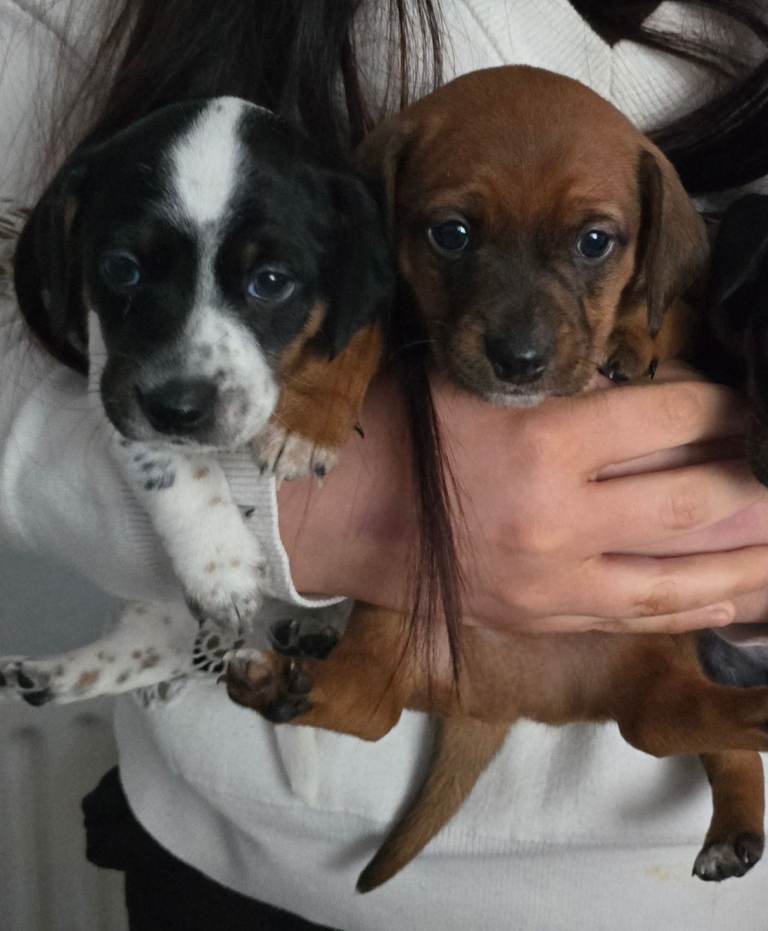 🐶 Jack Russell Terrier Mix Puppies