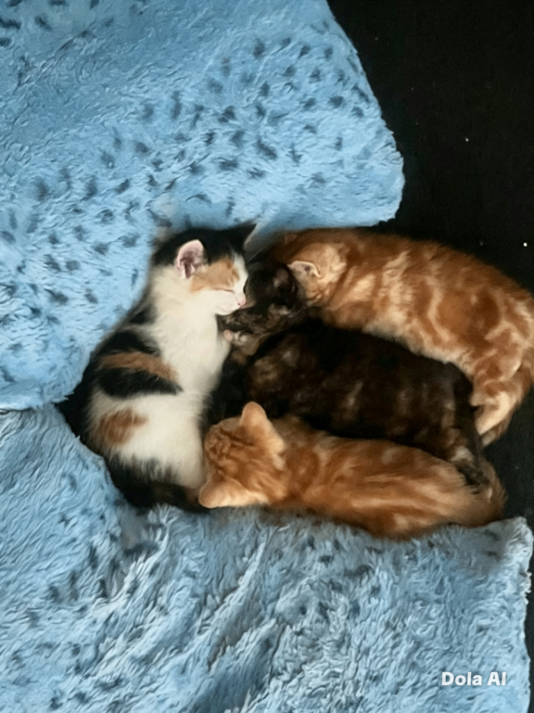 3 kittens for sale, ready to leave in 2 weeks 