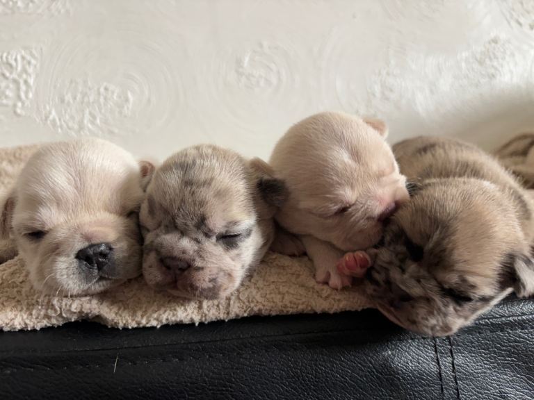 Frenchies ready to leave in 4 weeks