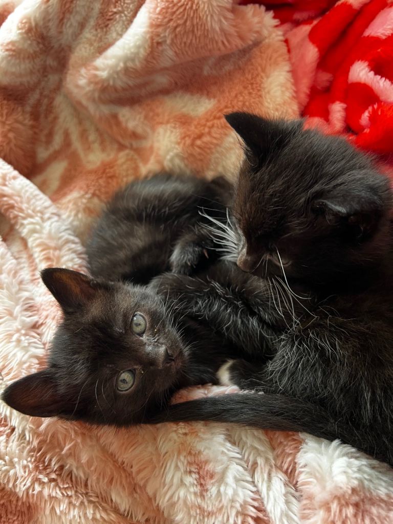 11 week old black kittens 
