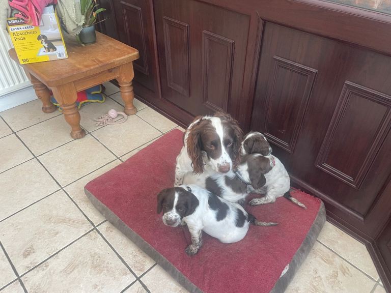 English Springer Spaniel puppies 