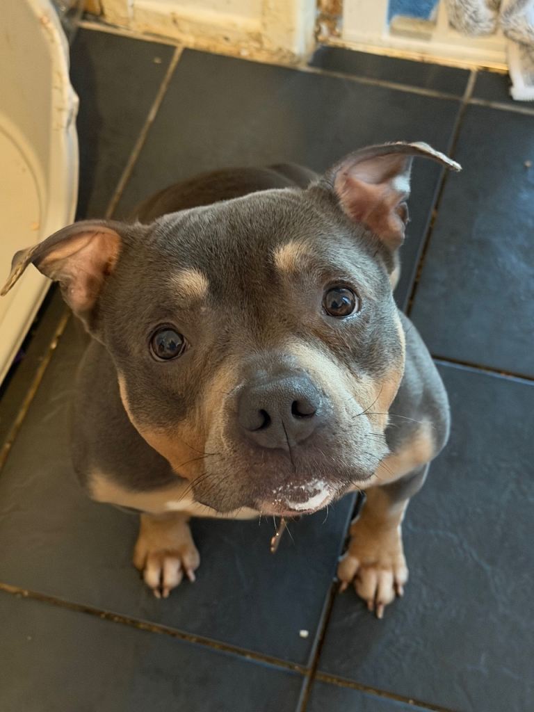 American pocket bully 