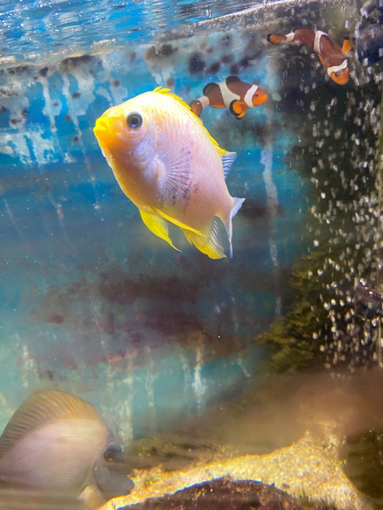 Marine fish