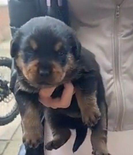 Rottweiler puppies 