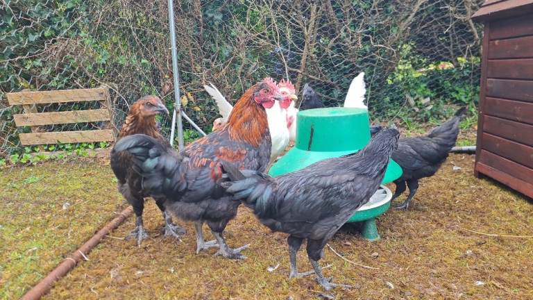Copper Maran Cockerel for sale