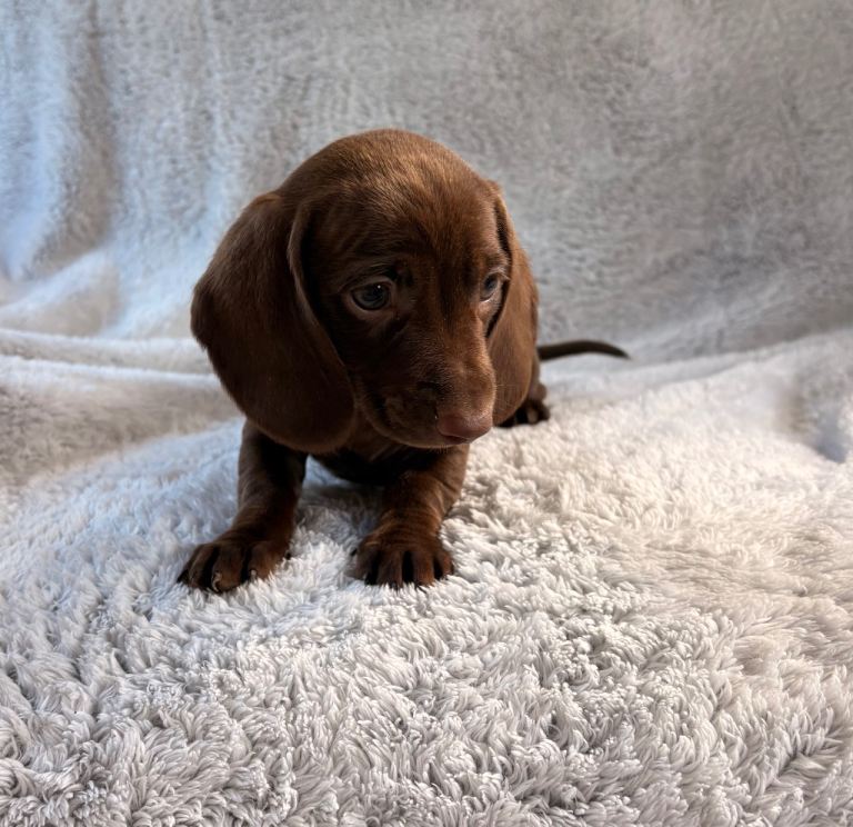Miniature dachshund 