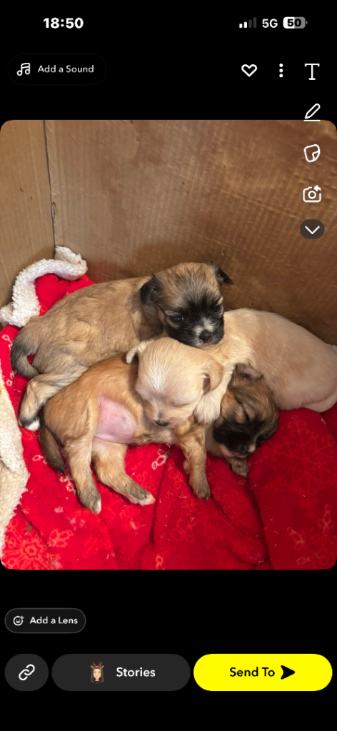 Three female chorkies 