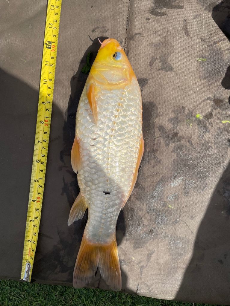 Koi - pond closure sale