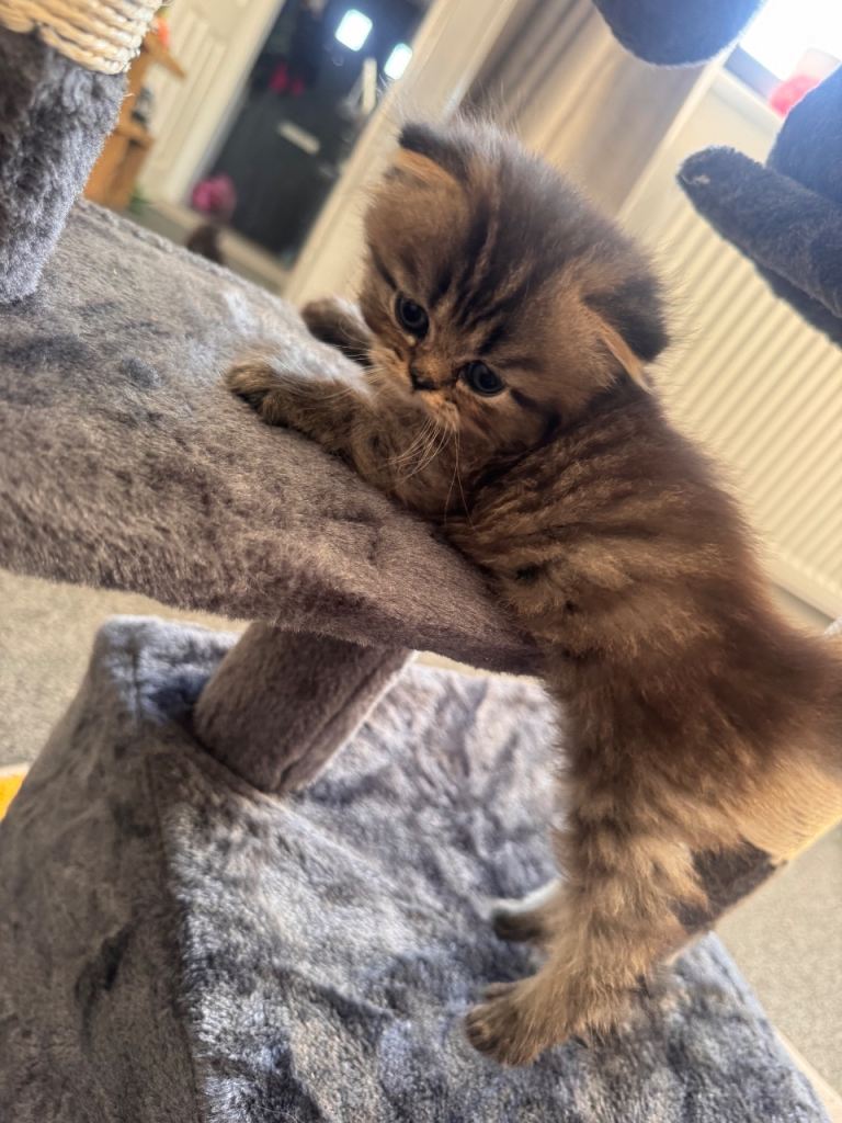 Persian kittens
