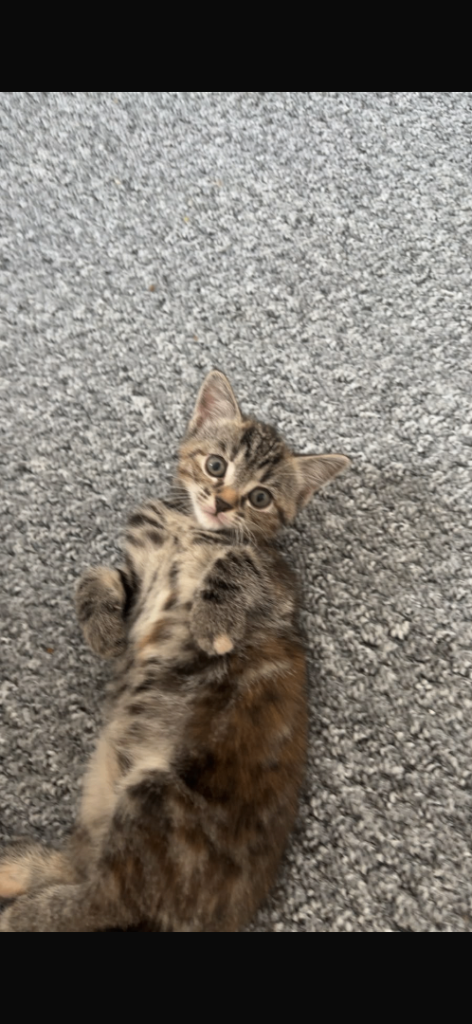 Beautiful kittens 