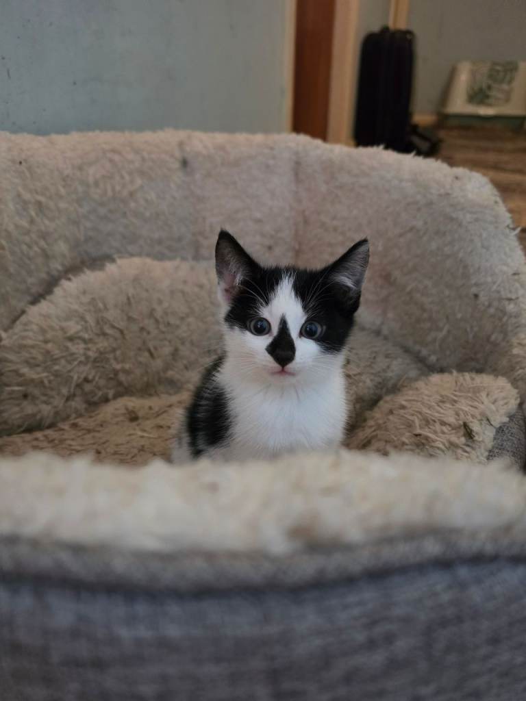 Kittens teady for homes now