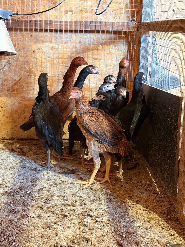 Shamo x Assel Pullets & Stags 
