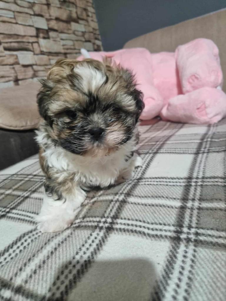 Shitzu puppy 