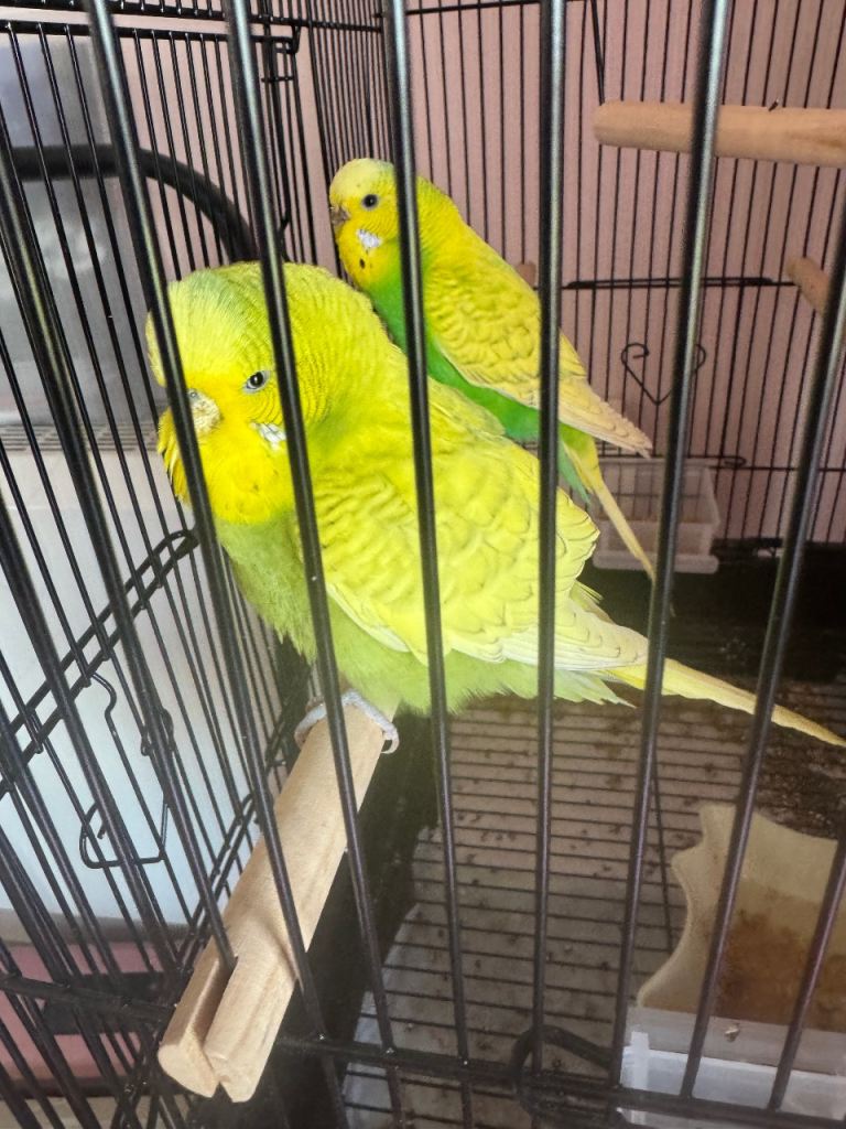 BUDGIES FOR SALE