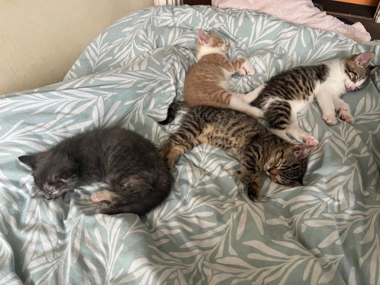 Kittens looking new home