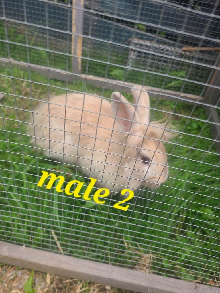 Baby lion head  rabbits ready now PRICE DROP!