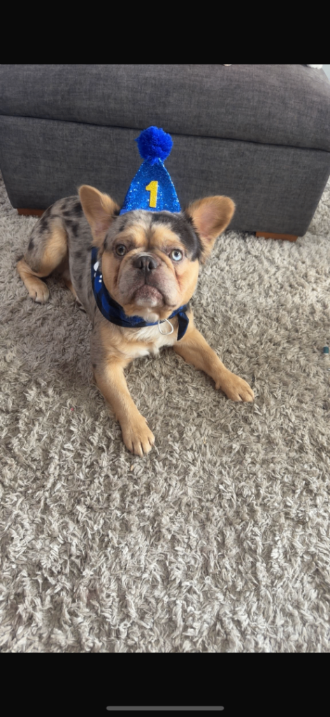 French bulldog merle carries pink