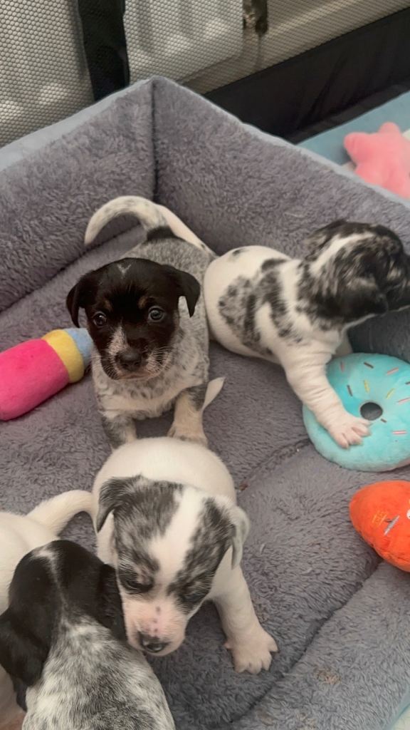 Mearl and speckled Sealyham terrier x jack Russell 
