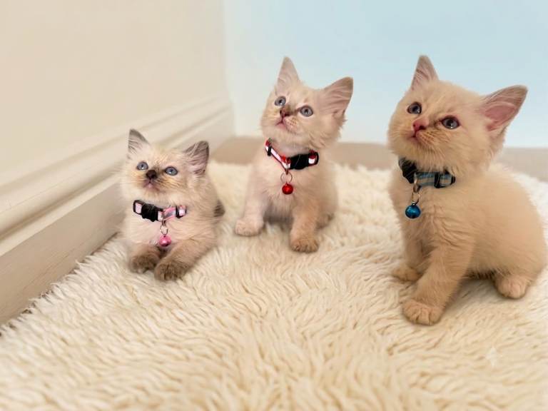 Blue-Eyed Pure Ragdoll Kittens - Only 4 Left