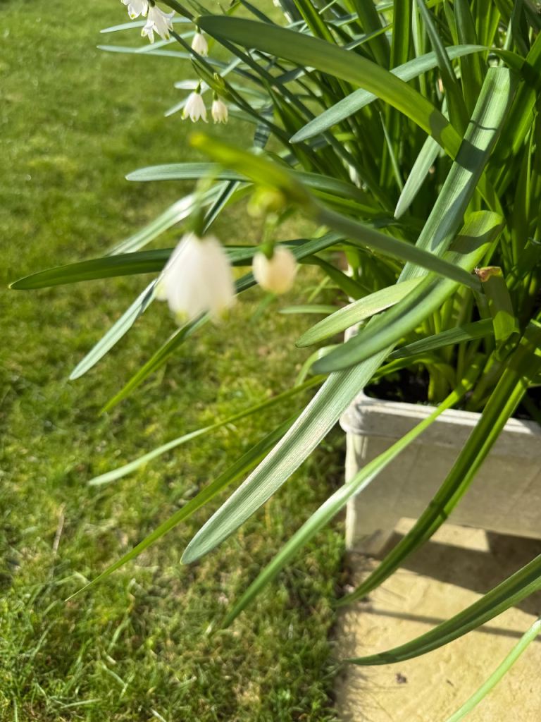 Large tub of giant snowdrops (Leucojum gravetye giant?) and pot bluebells