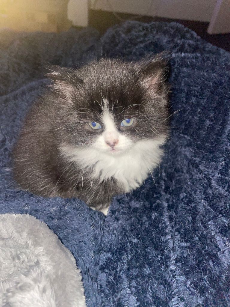 4 female kittens black - black and white 