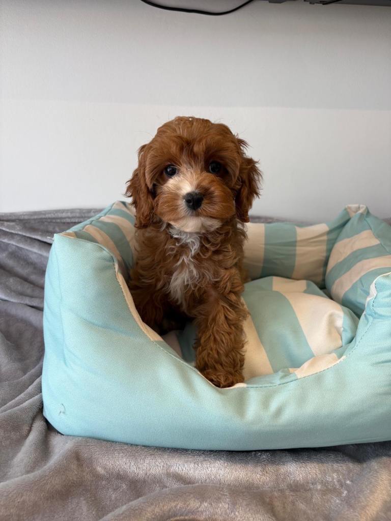 Health tested Cavapoos 