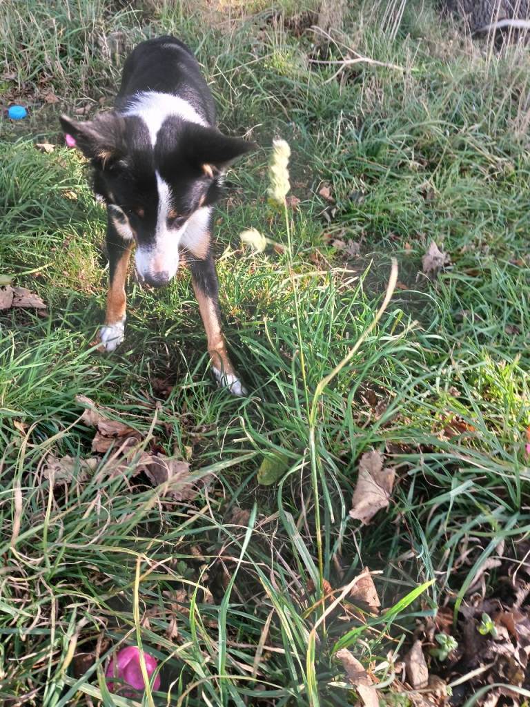 🐾 Loving Home Wanted for Our Beautiful Border Collie Girl 🐾 | in Huntly ...