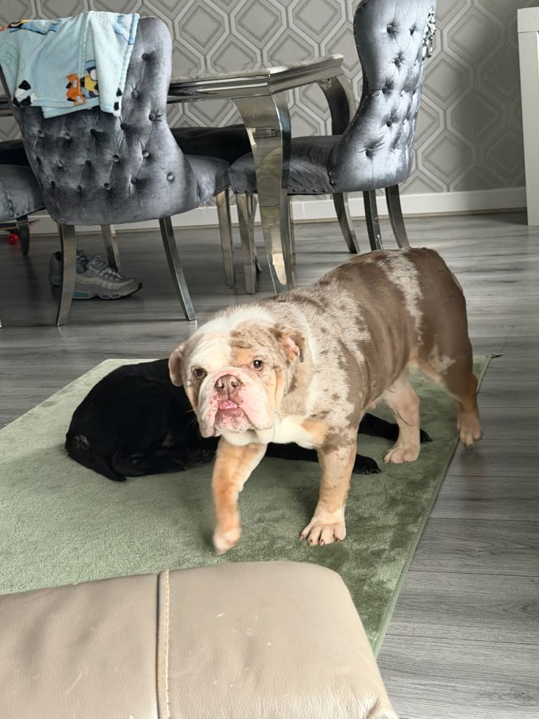 English Bulldog with distinctive merle coat