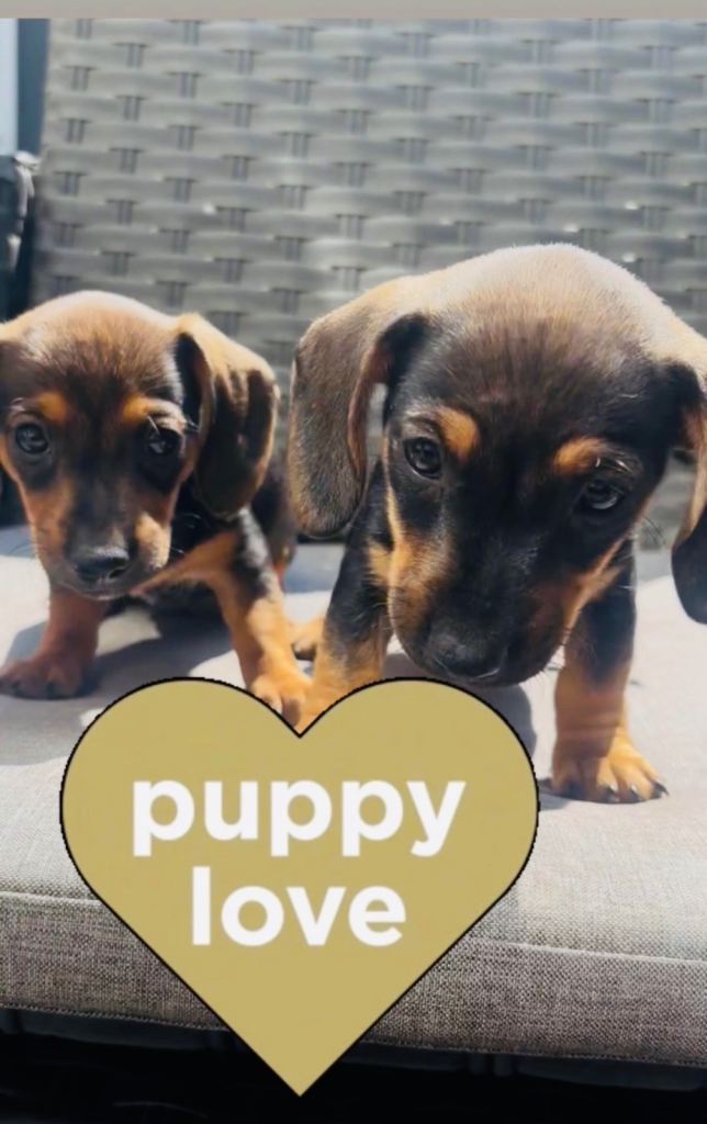 Dachshund females 