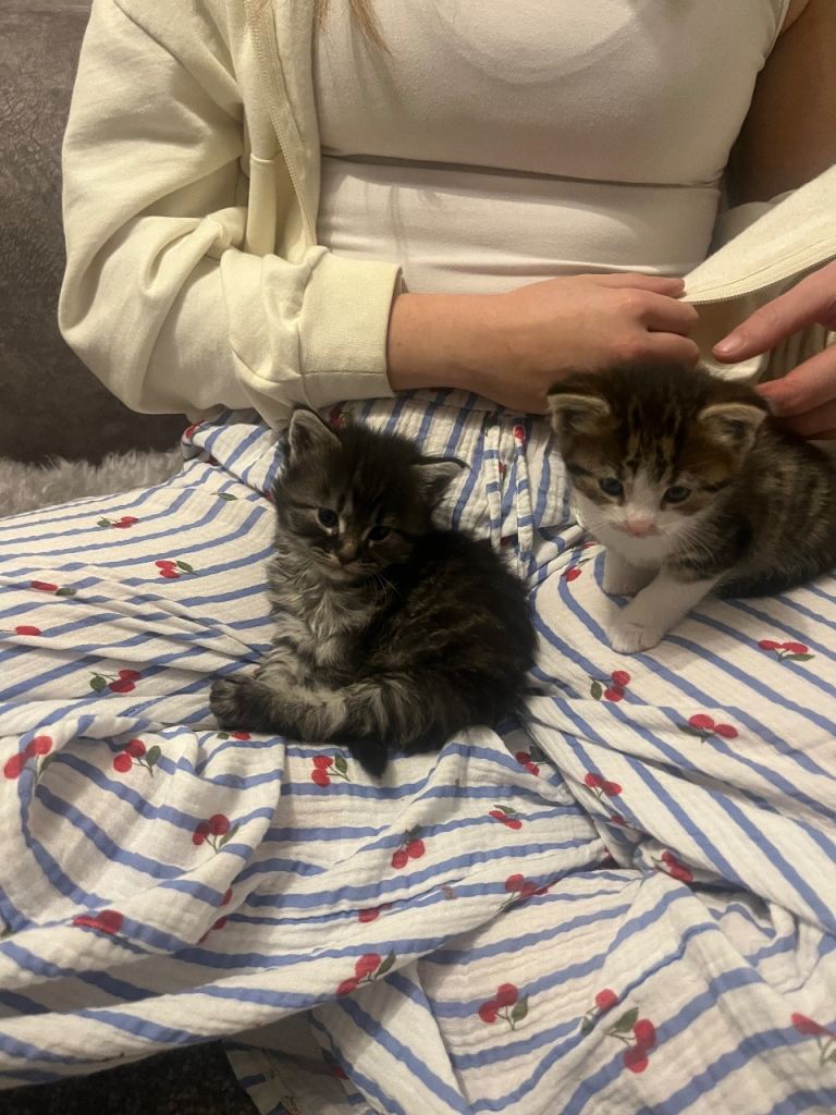 Maine coon x Ragdoll breed kittens for sale