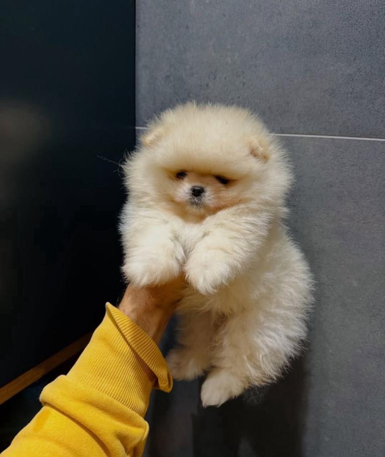 Beautiful Pomeranian puppy ready to leave 
