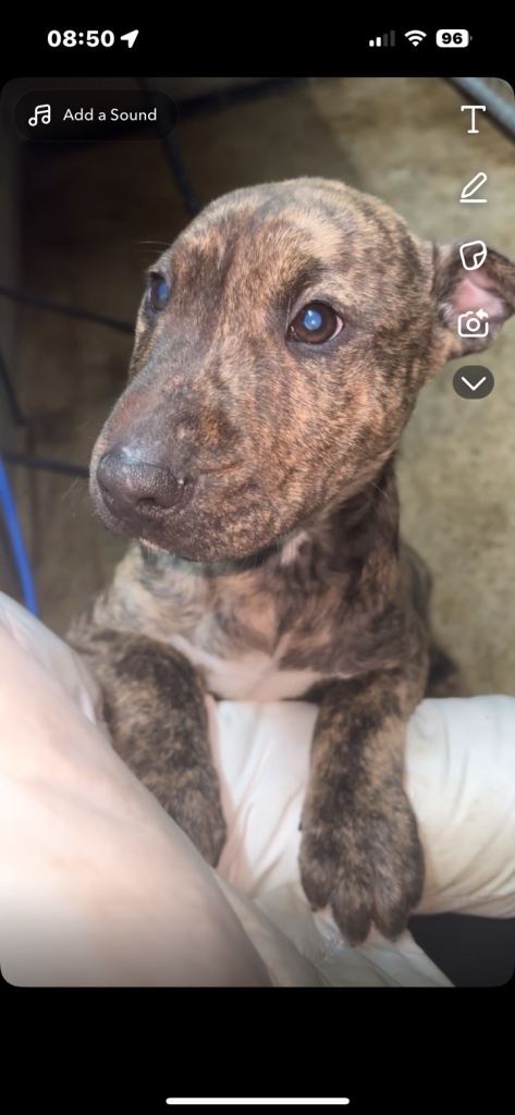 English bull terrier 