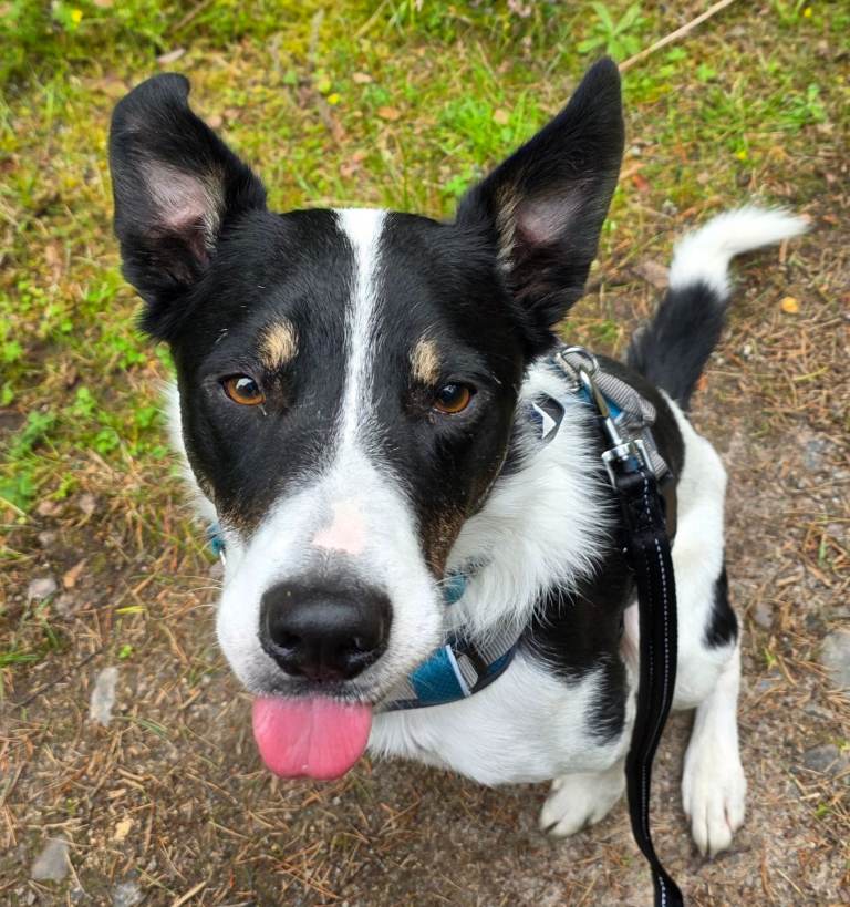 4 year old neutered collie