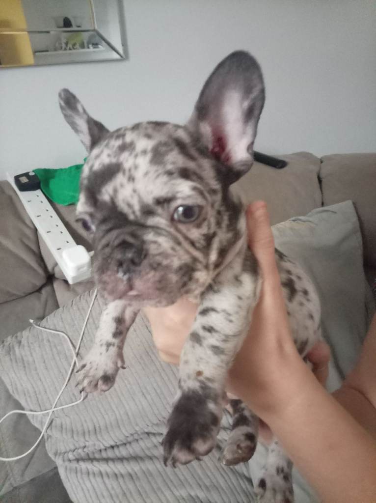 French bulldog puppies