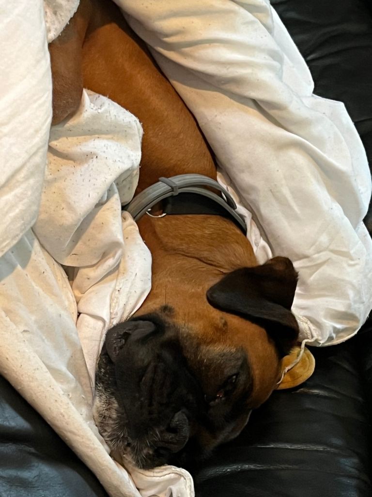 Still need new home . Boxer bitch (6 years old ) 