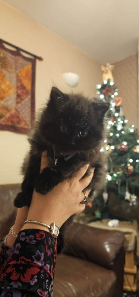 Vaccinated 11 week British longhair/shorthair mix kitten- hoping to rehome ASAP