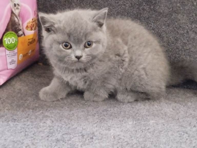 British Blue Kittens