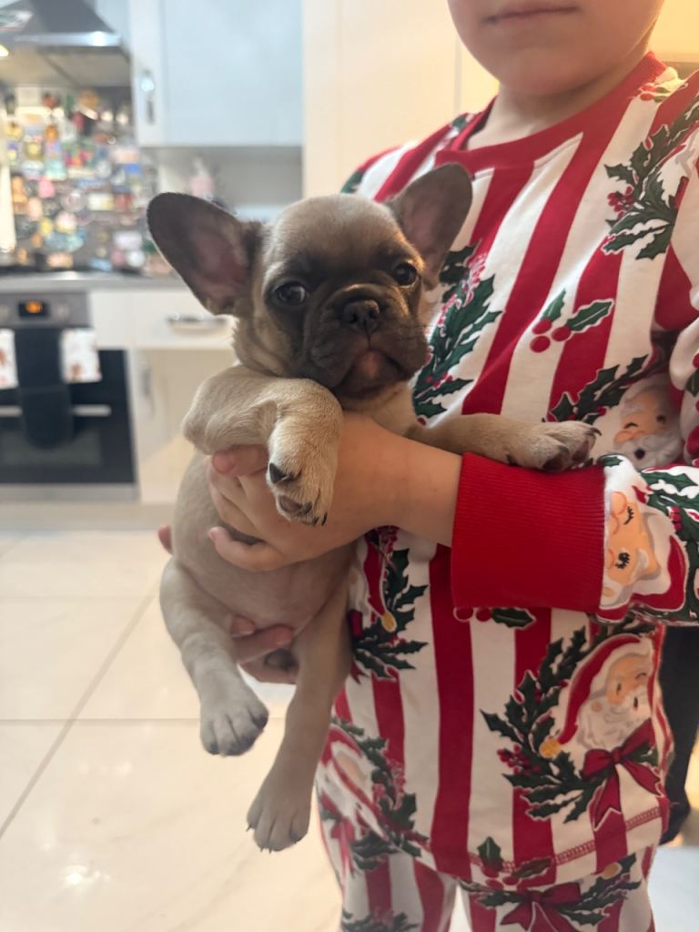 Beautiful French Bulldog Puppies (REDUCED)