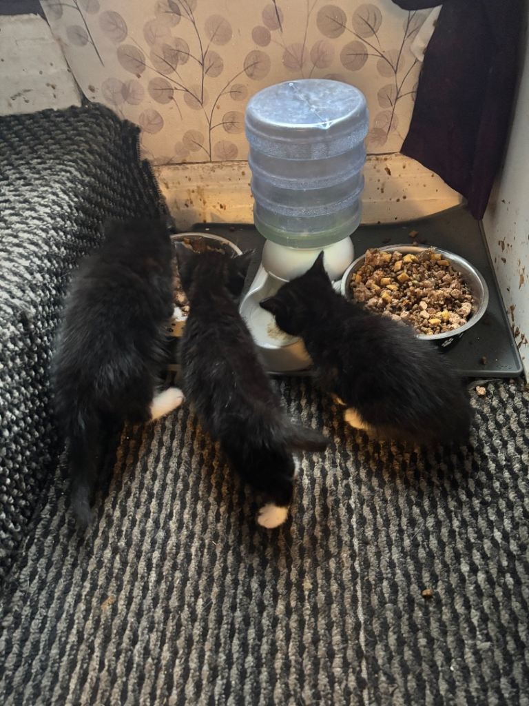 4 beautiful Tuxedo kittens ready for their  new homes