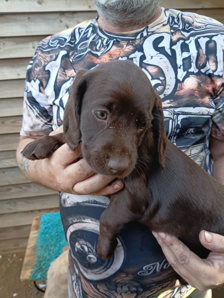 SPRINGADOODLE PUPPIES