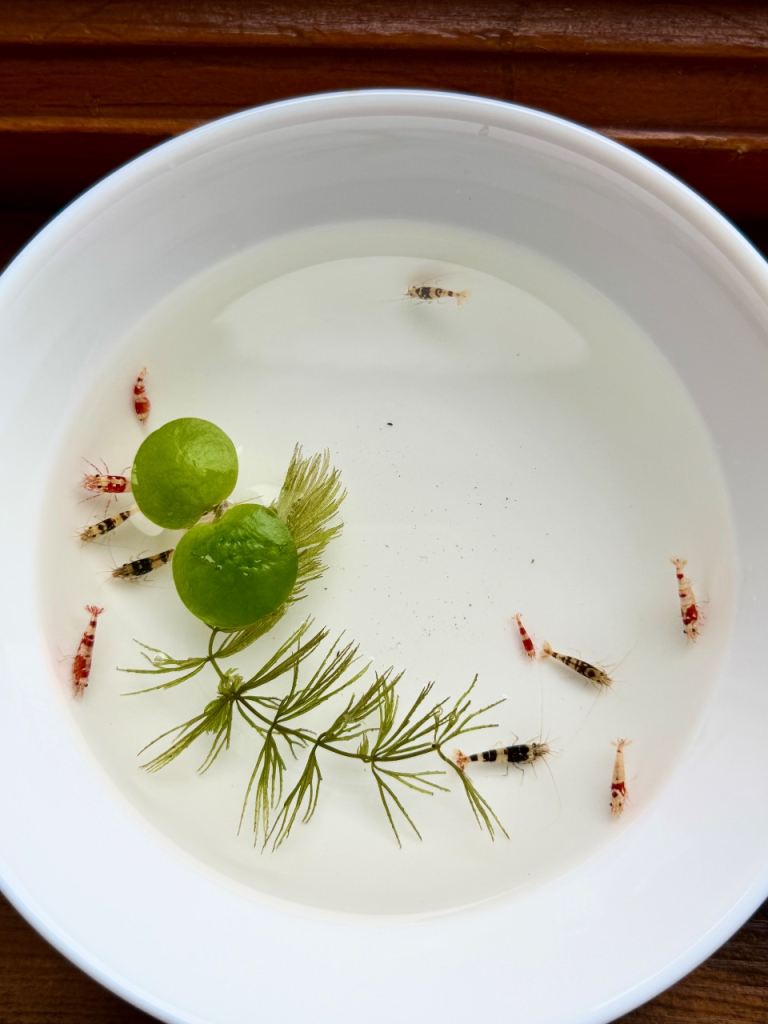 High grade crystal shrimps