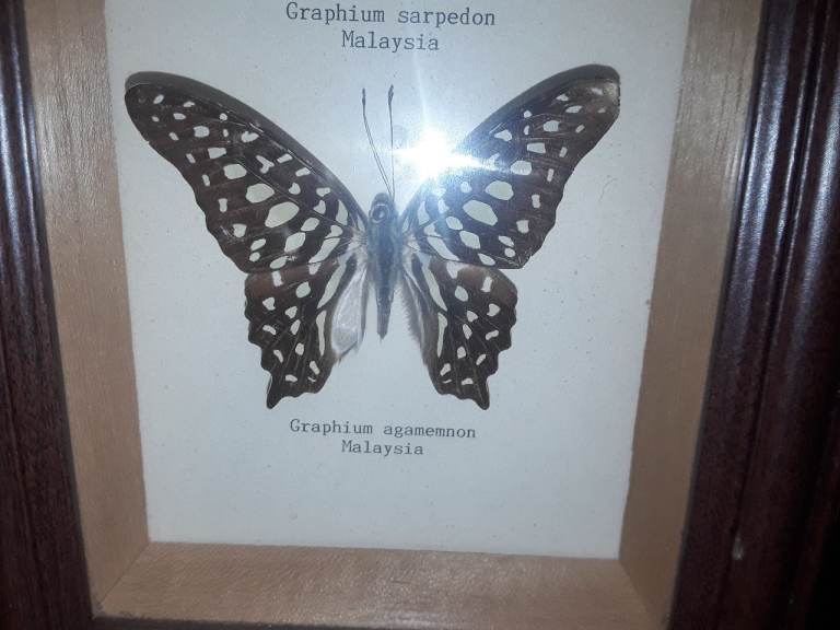 Framed Butterfly Collection from Malaysia – Good Condition