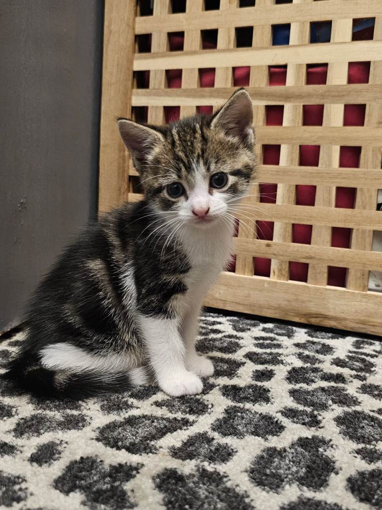 4 kittens