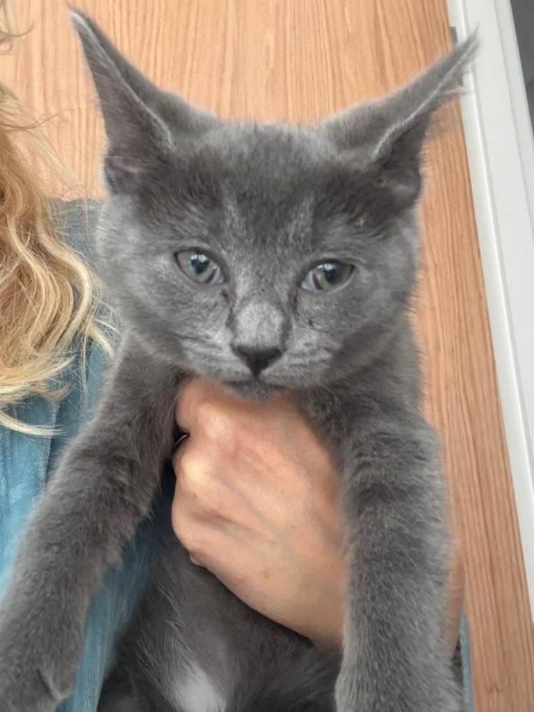 Kitten 