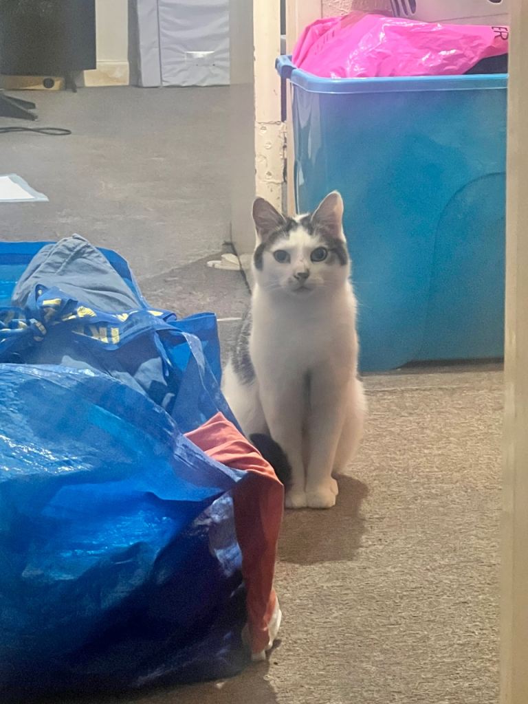 Gorgeous baby for adoption 