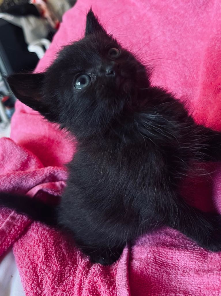 Ragdoll x blue girl kitten