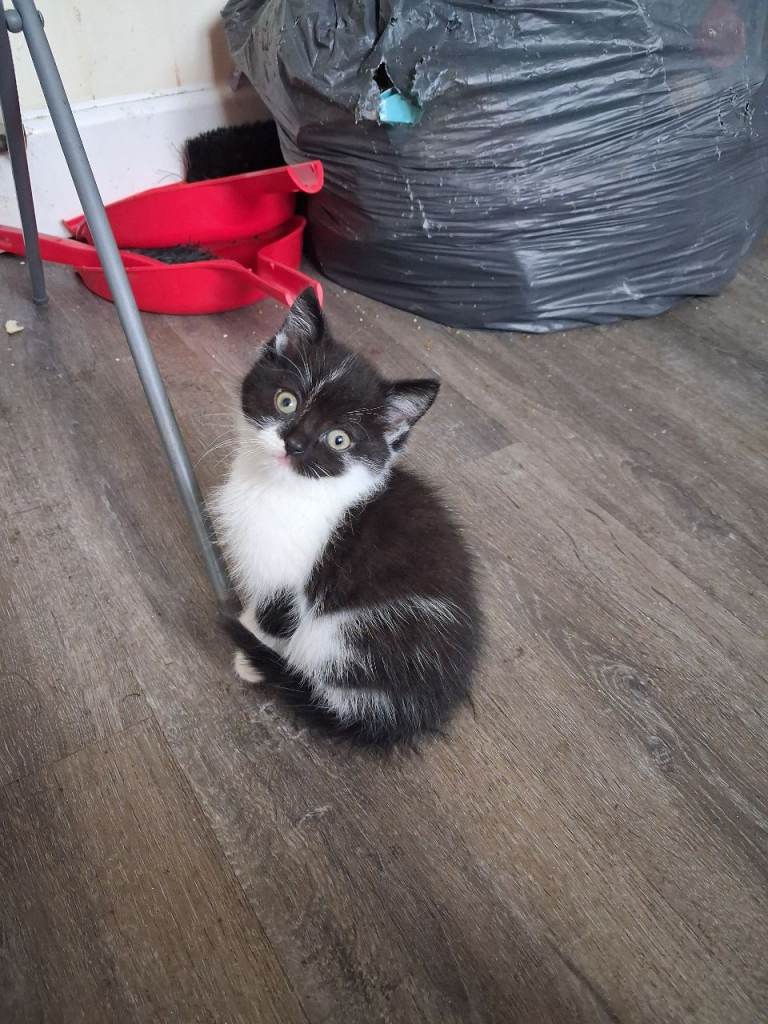9 week old female british shorthair mixed kittens ready to go!