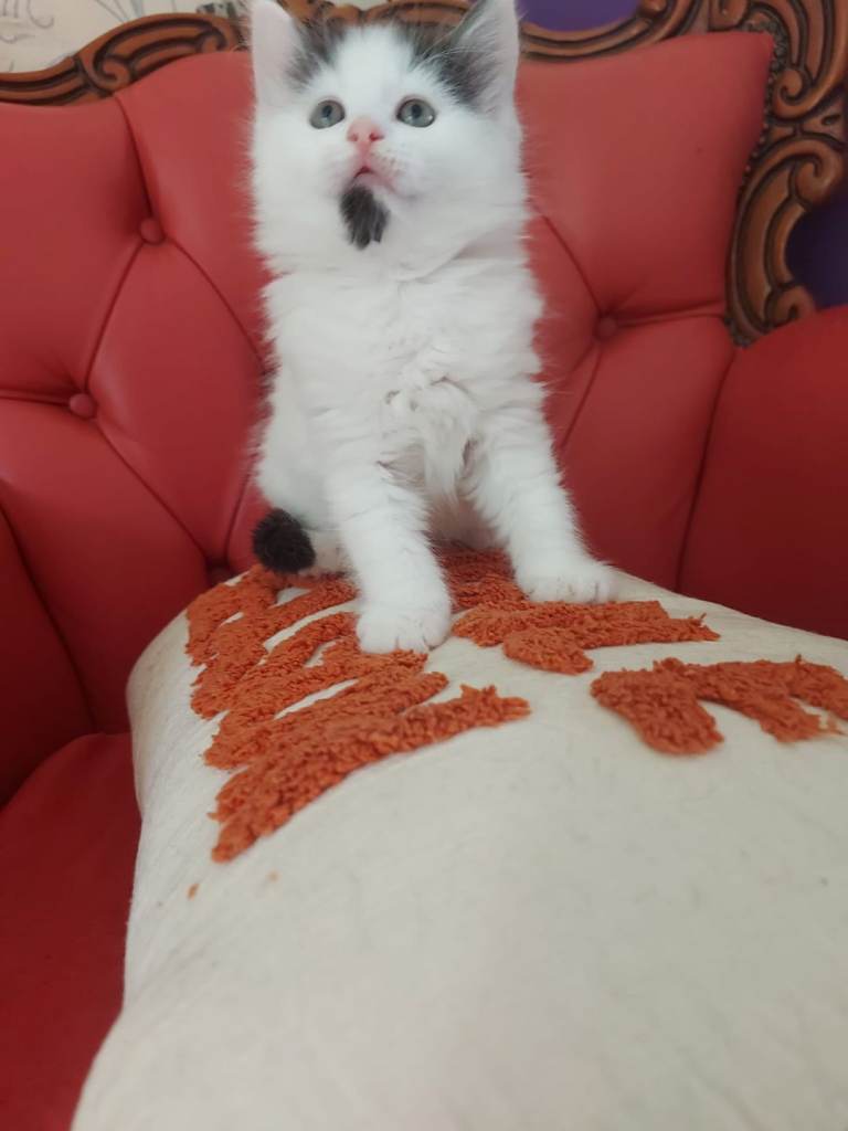Kittens ready now 