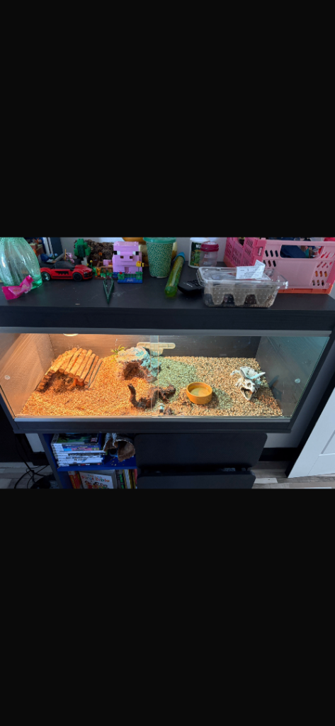 Red bearded dragon 1 year old